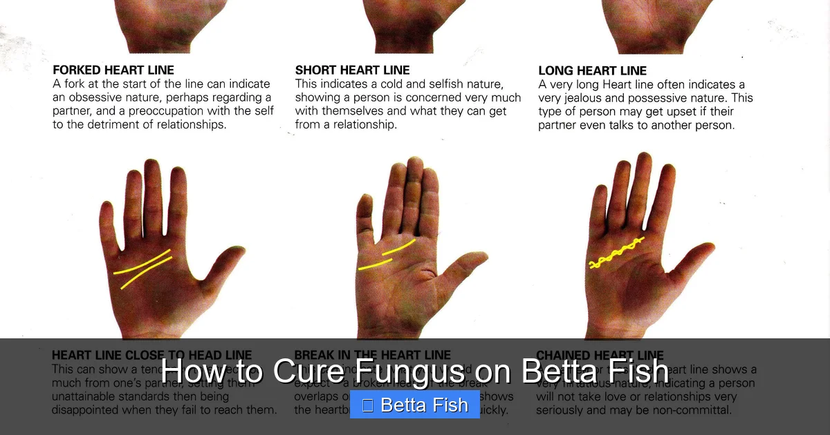 How to Cure Fungus on Betta Fish