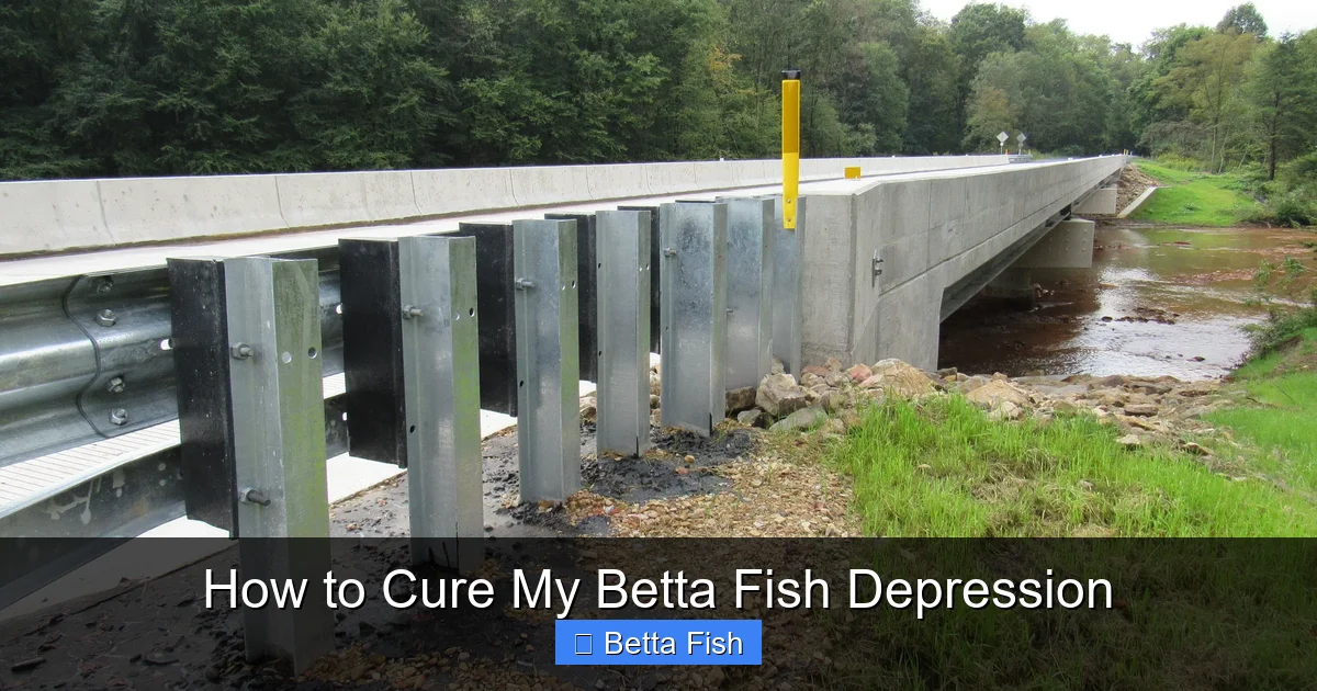 How to Cure My Betta Fish Depression
