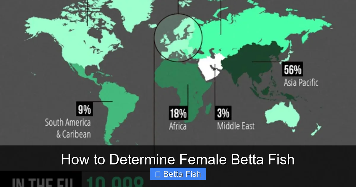 How to Determine Female Betta Fish