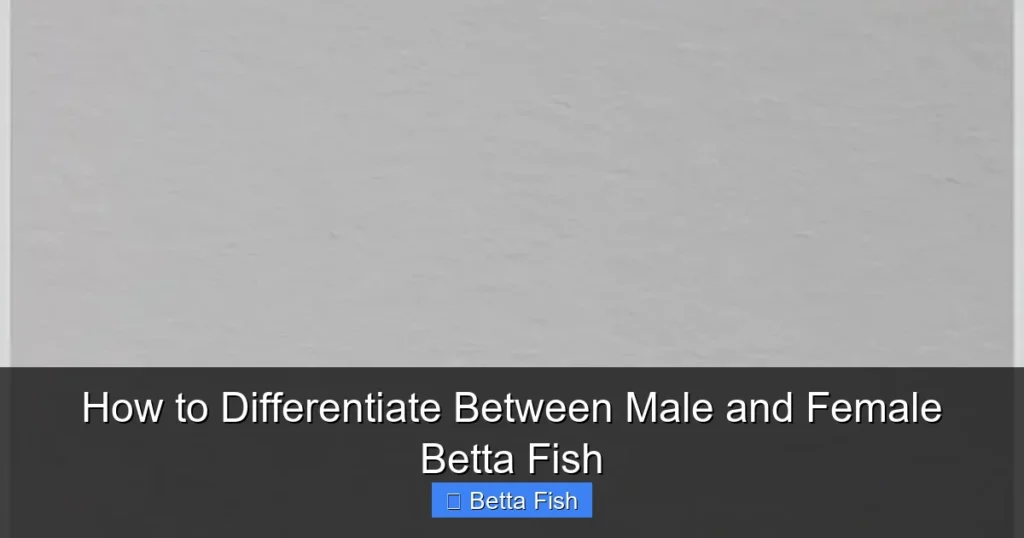 How to Differentiate Between Male and Female Betta Fish