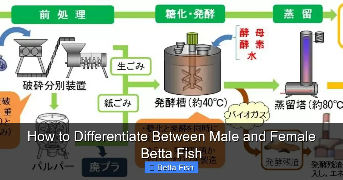 How to Differentiate Between Male and Female Betta Fish