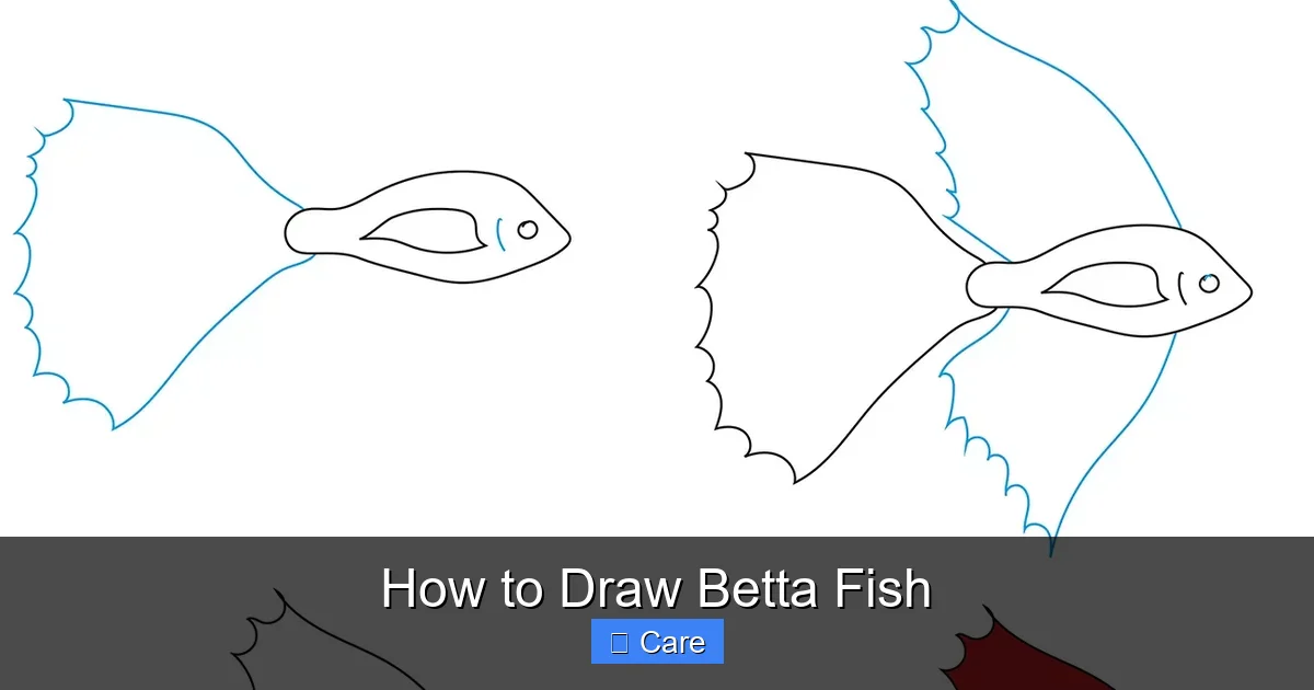 How to Draw Betta Fish