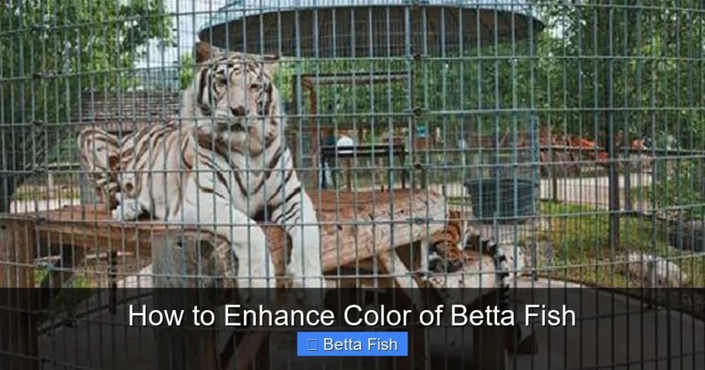 How to Enhance Color of Betta Fish
