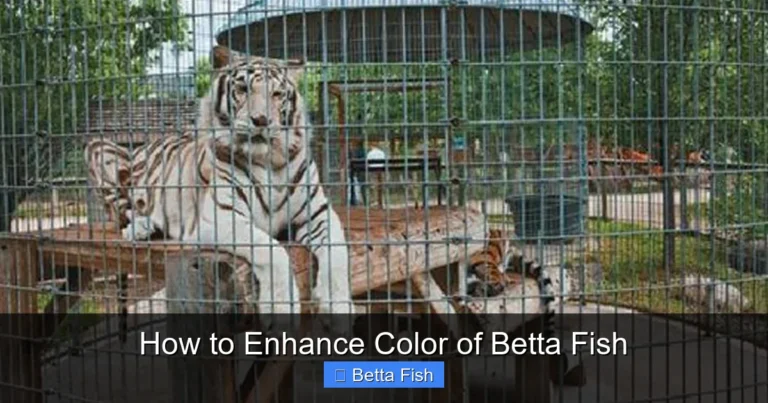 How to Enhance Color of Betta Fish