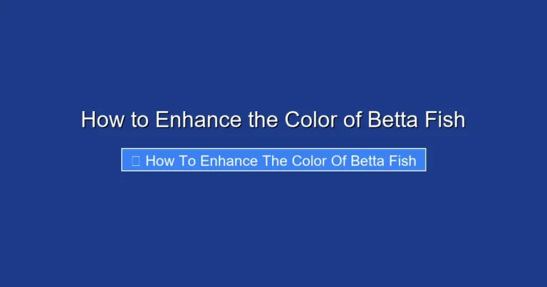 How to Enhance the Color of Betta Fish