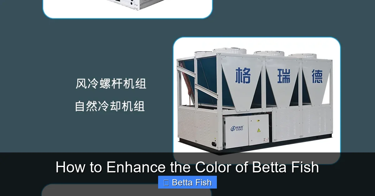 How to Enhance the Color of Betta Fish