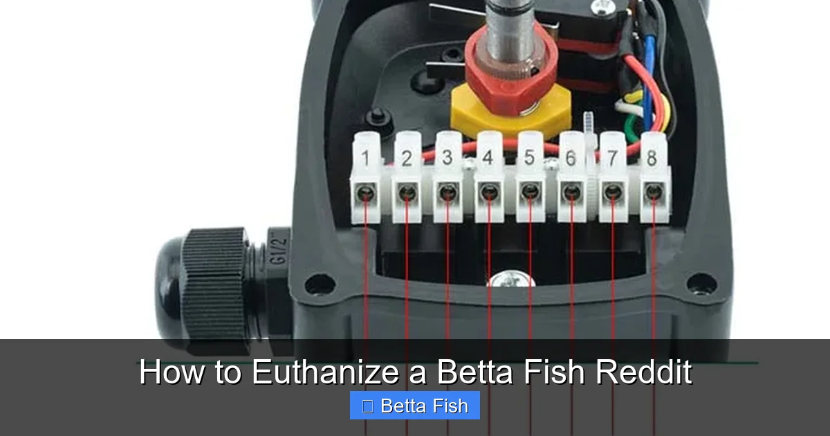 How to Euthanize a Betta Fish Reddit