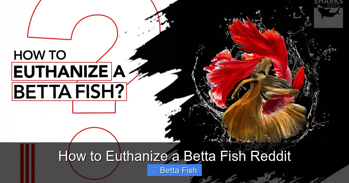 How to Euthanize a Betta Fish Reddit