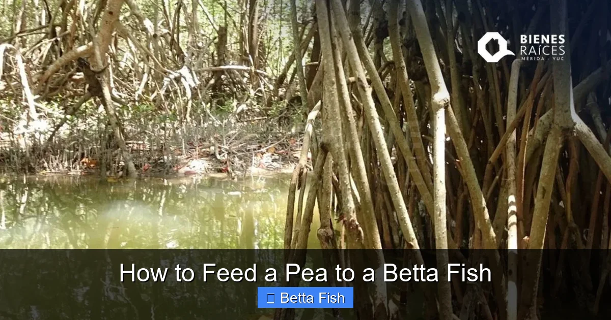 How to Feed a Pea to a Betta Fish