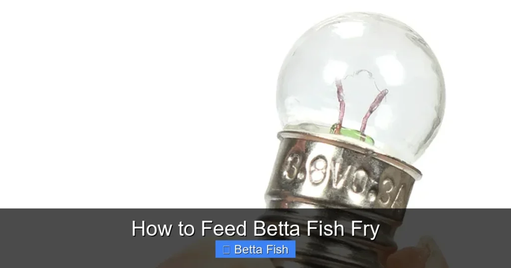 How to Feed Betta Fish Fry