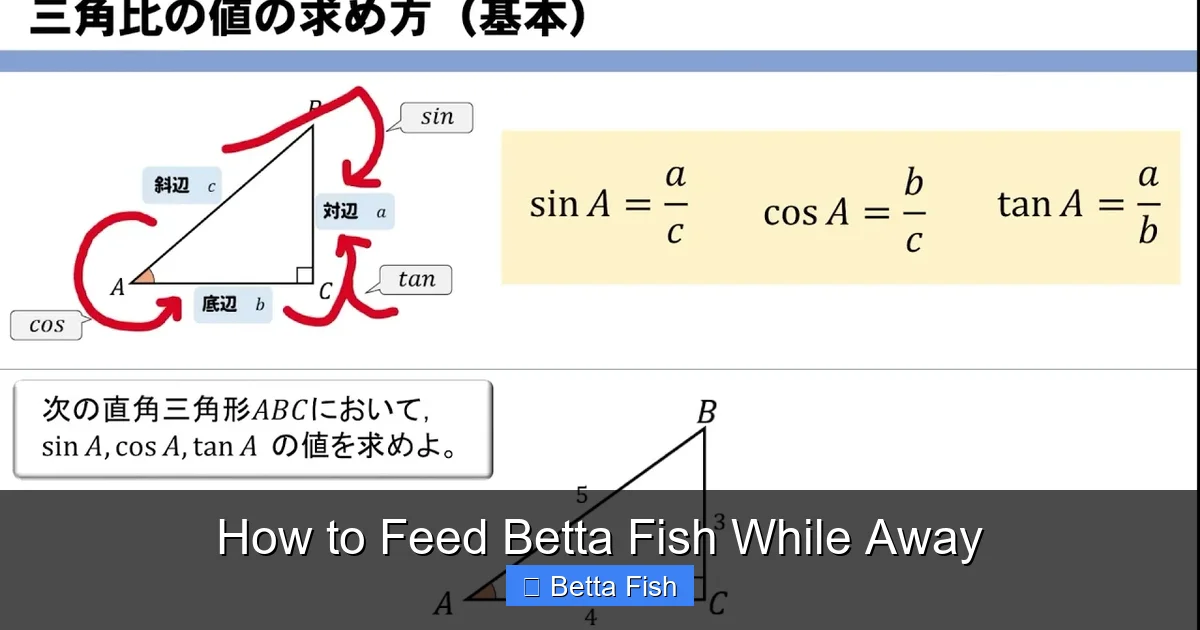 How to Feed Betta Fish While Away
