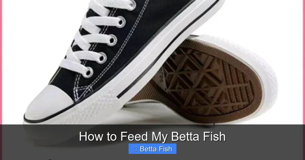 How to Feed My Betta Fish