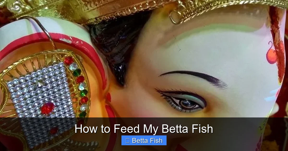 How to Feed My Betta Fish