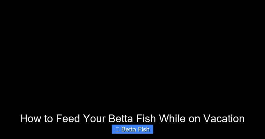 How to Feed Your Betta Fish While on Vacation