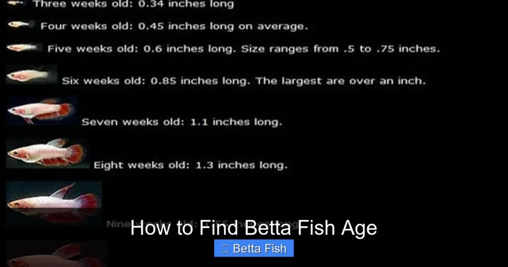 How to Find Betta Fish Age