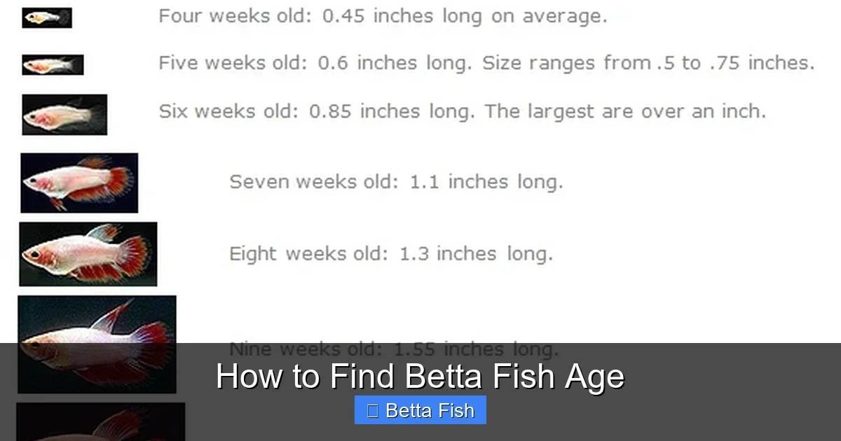 How to Find Betta Fish Age