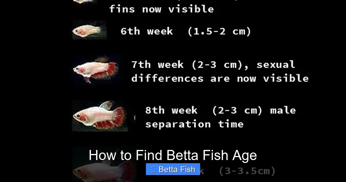 How to Find Betta Fish Age