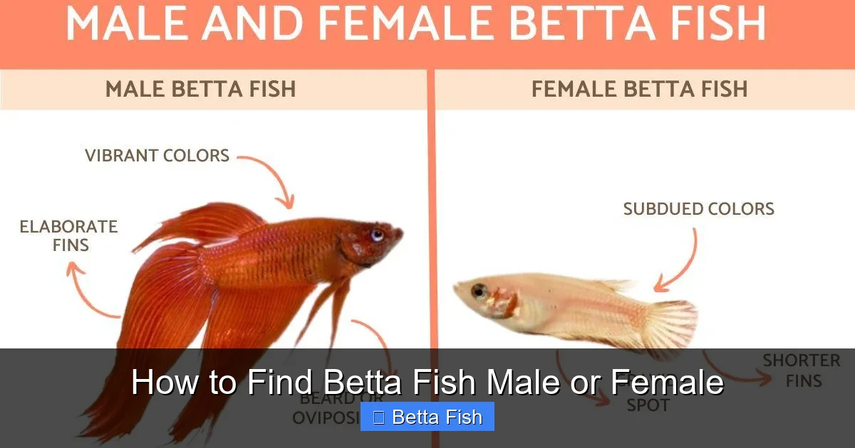 How to Find Betta Fish Male or Female