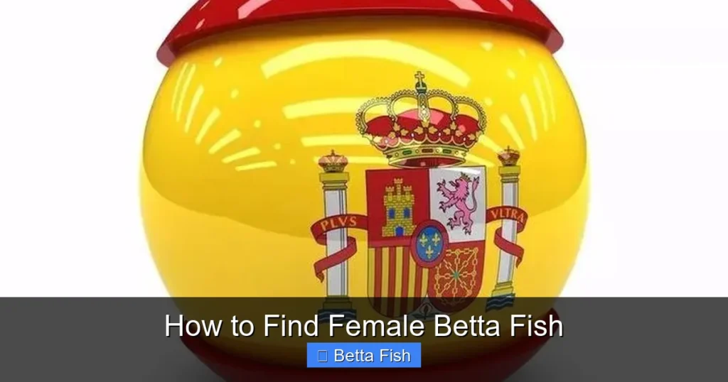 How to Find Female Betta Fish