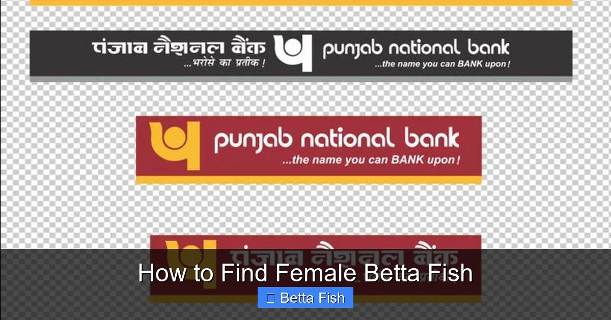 How to Find Female Betta Fish