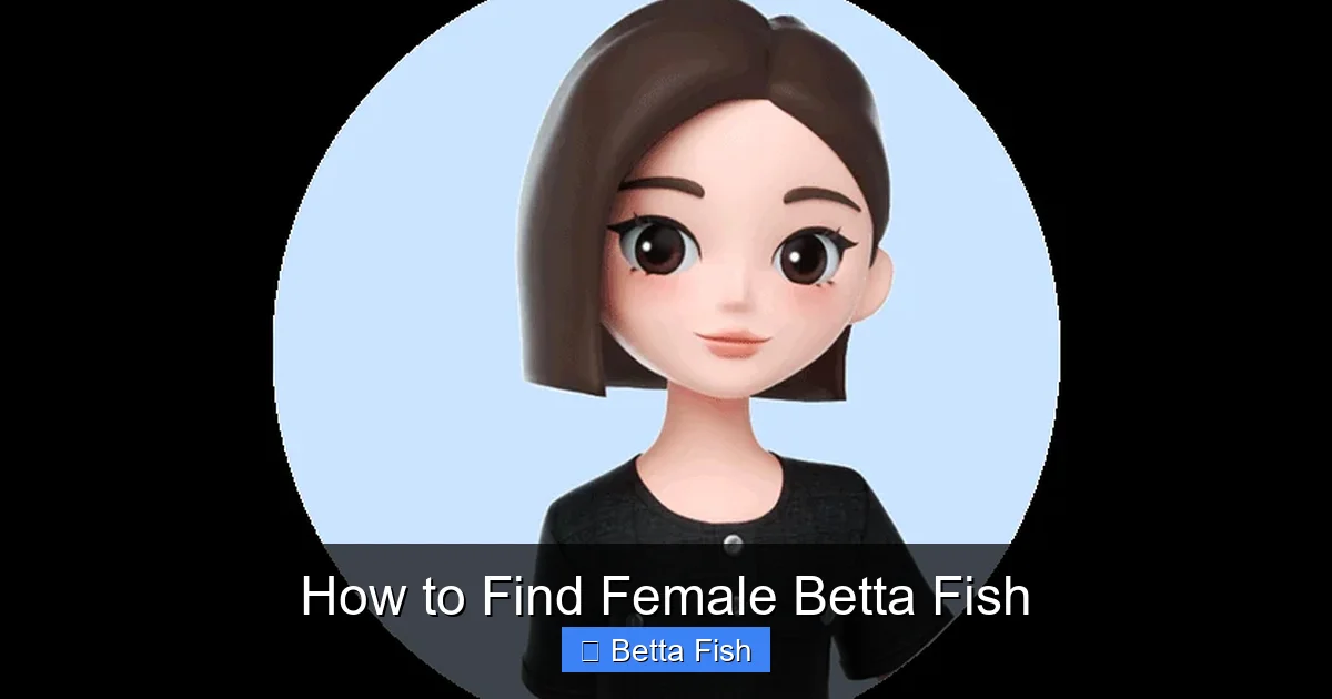 How to Find Female Betta Fish