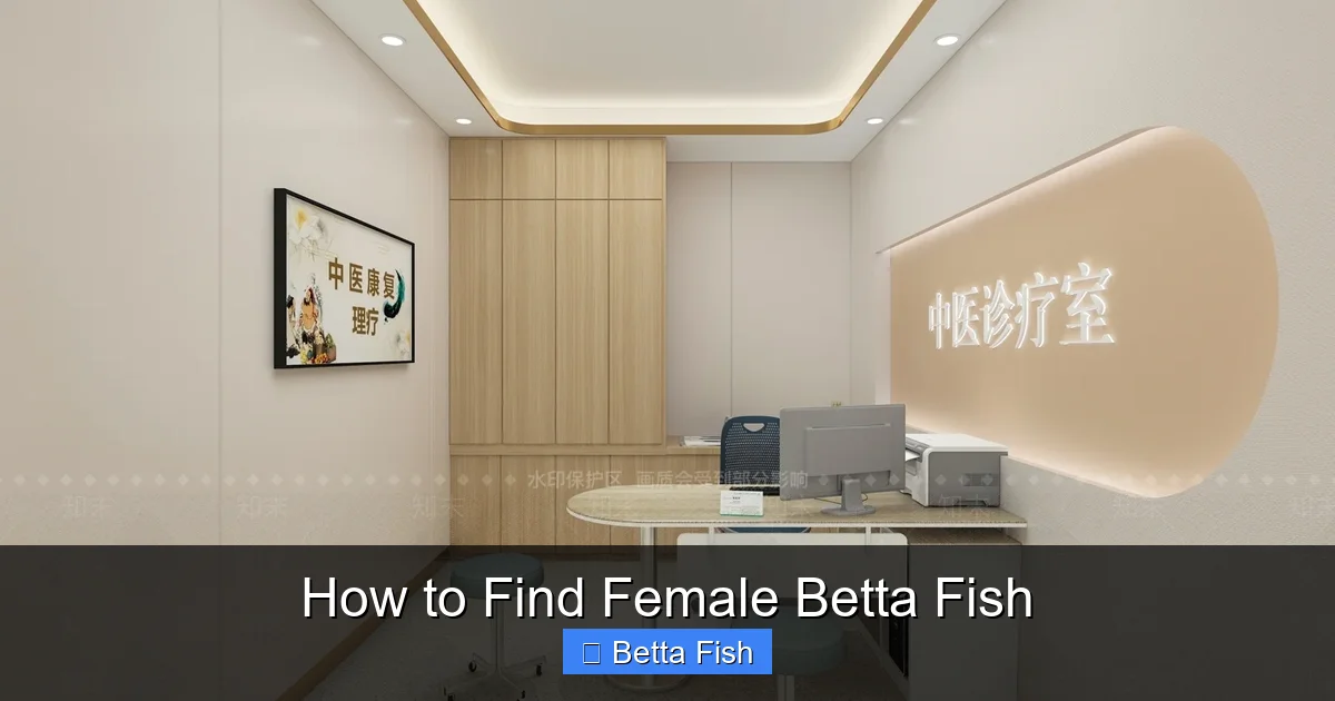 How to Find Female Betta Fish