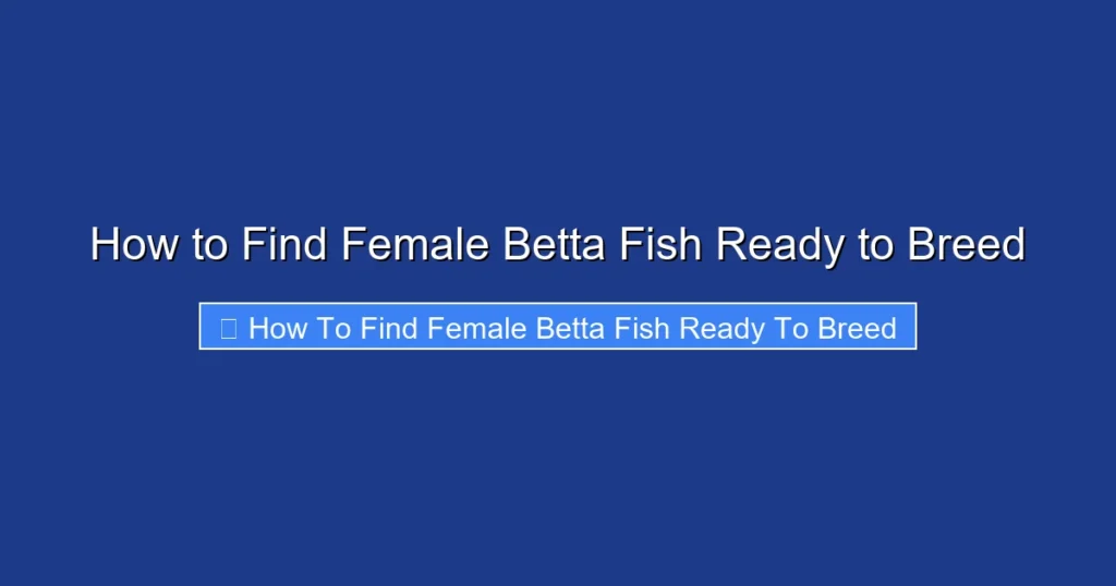 How to Find Female Betta Fish Ready to Breed