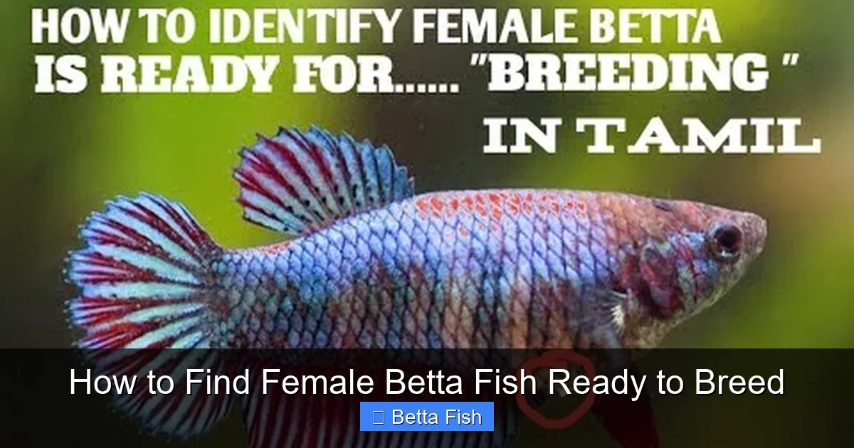 How to Find Female Betta Fish Ready to Breed