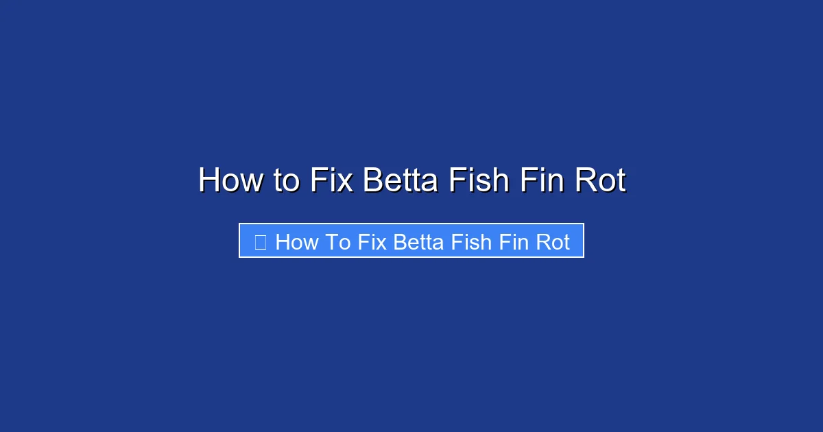 How to Fix Betta Fish Fin Rot