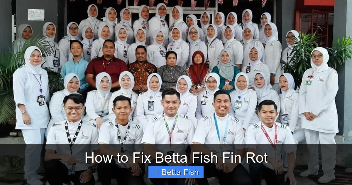 How to Fix Betta Fish Fin Rot