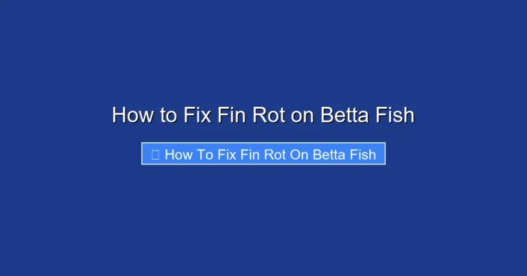How to Fix Fin Rot on Betta Fish