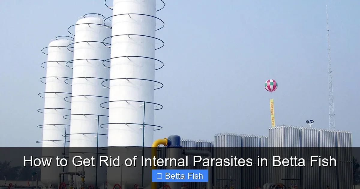 How to Get Rid of Internal Parasites in Betta Fish