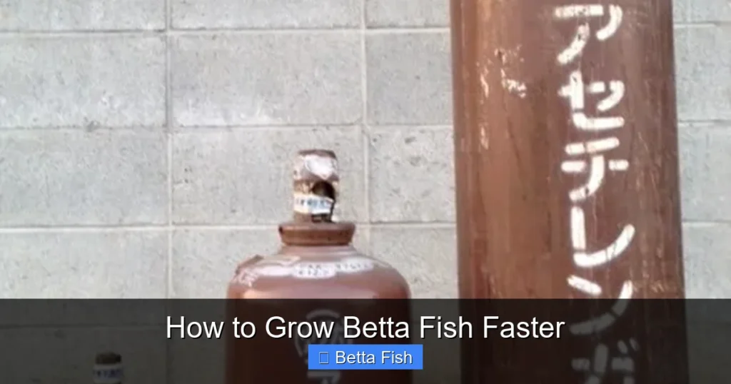 How to Grow Betta Fish Faster