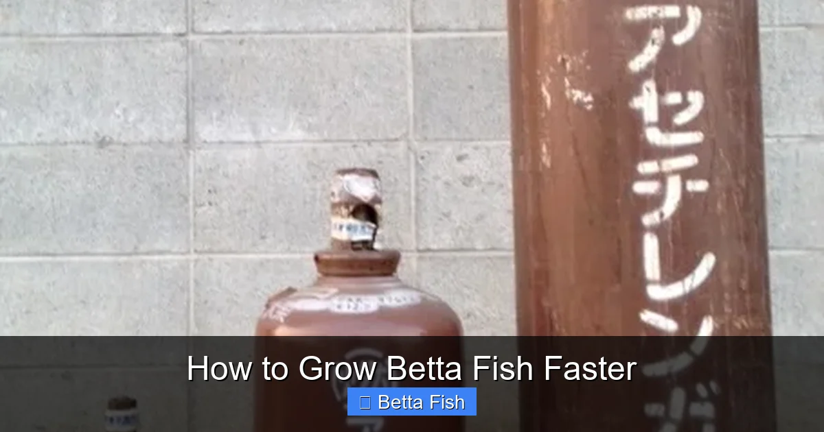 How to Grow Betta Fish Faster