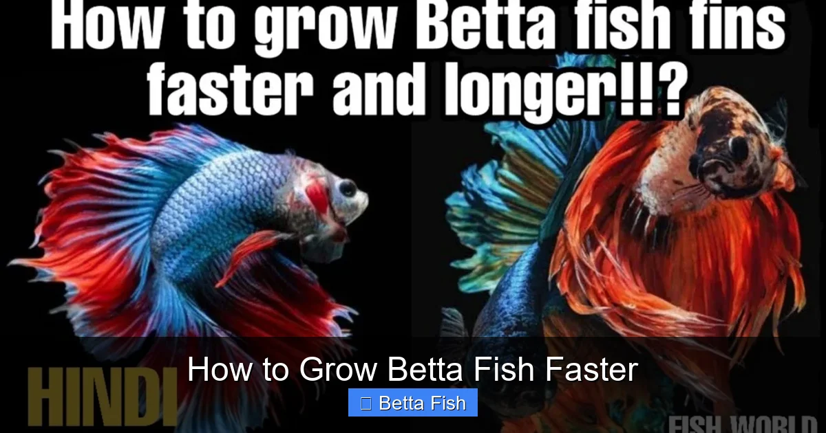 How to Grow Betta Fish Faster