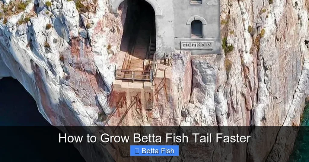 How to Grow Betta Fish Tail Faster