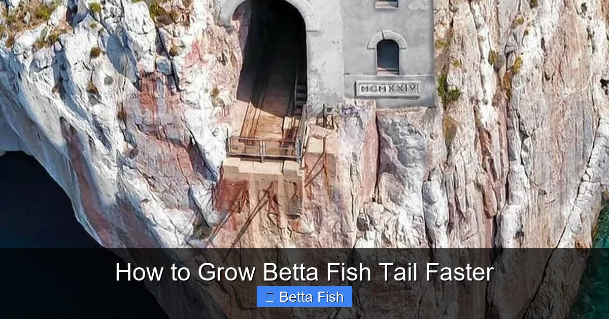 How to Grow Betta Fish Tail Faster