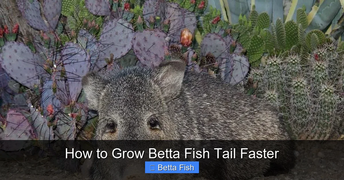 How to Grow Betta Fish Tail Faster