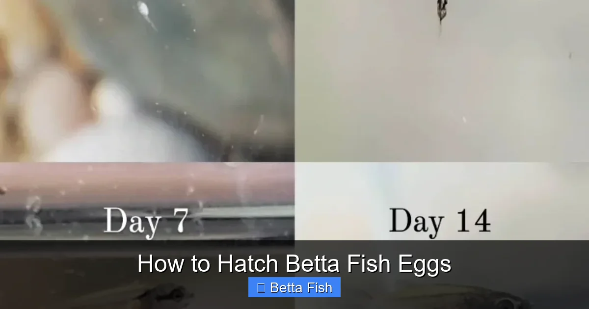 How to Hatch Betta Fish Eggs