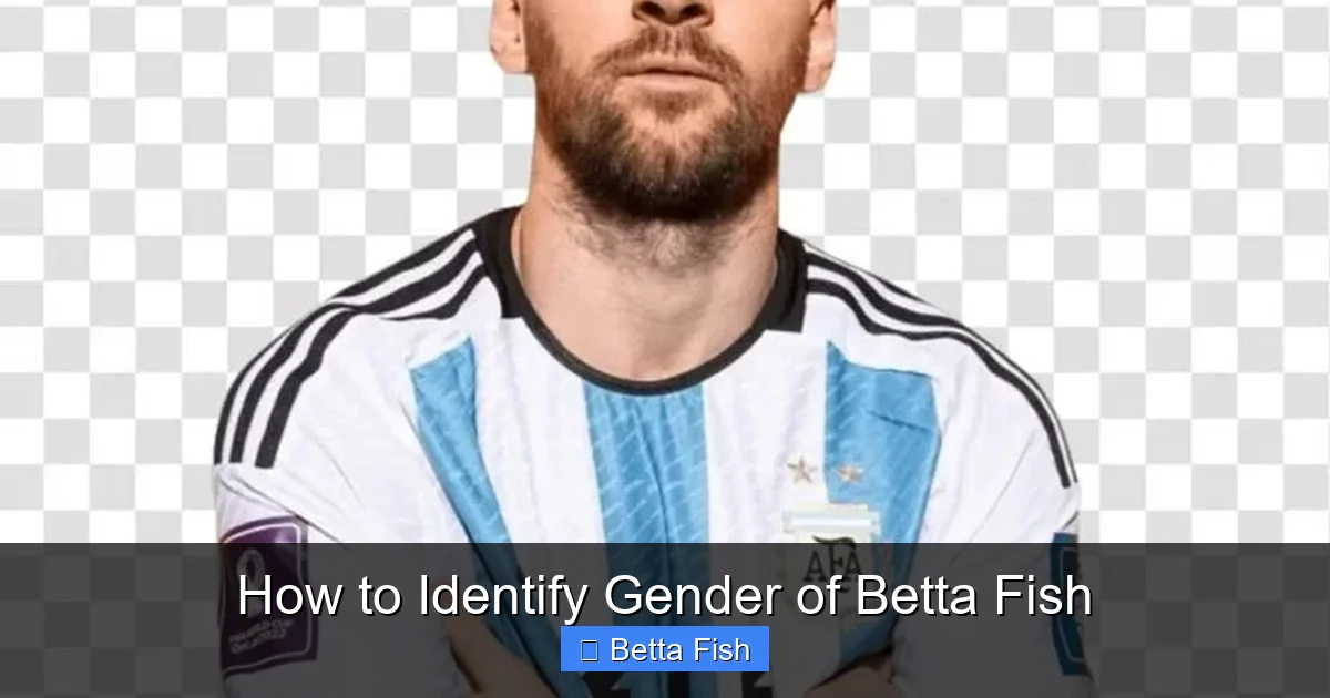 How to Identify Gender of Betta Fish
