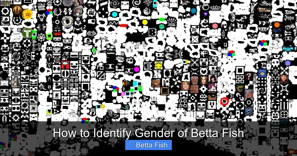 How to Identify Gender of Betta Fish