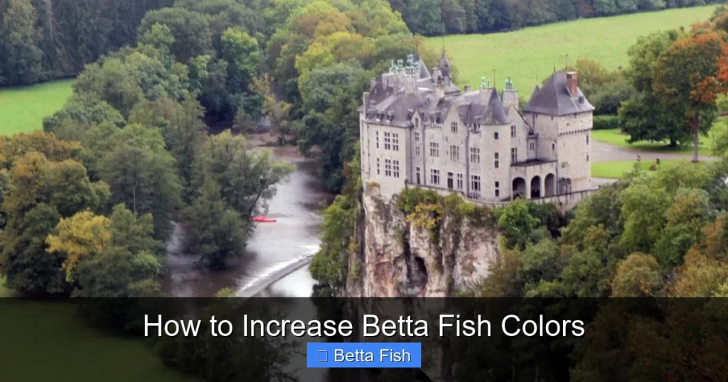 How to Increase Betta Fish Colors