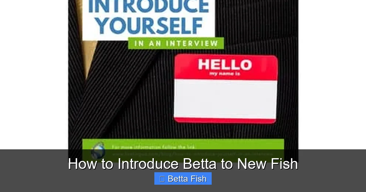 How to Introduce Betta to New Fish