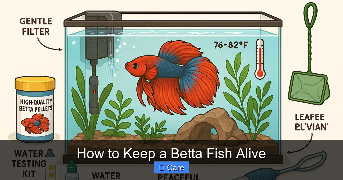 How to Keep a Betta Fish Alive