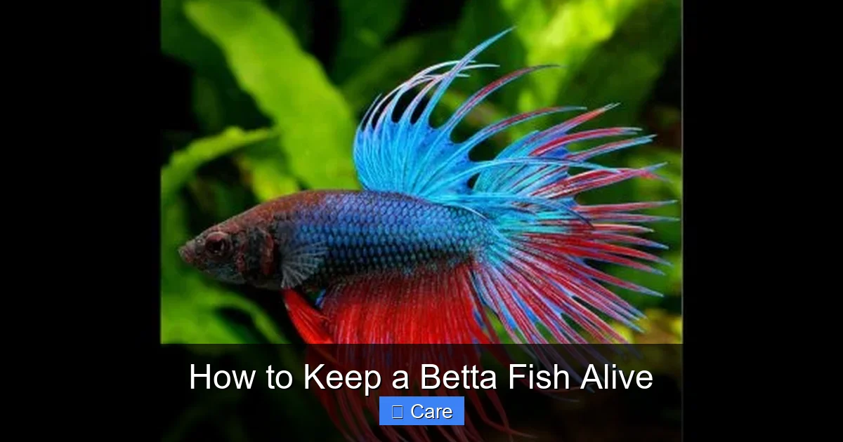 How to Keep a Betta Fish Alive