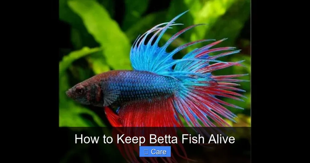 How to Keep Betta Fish Alive