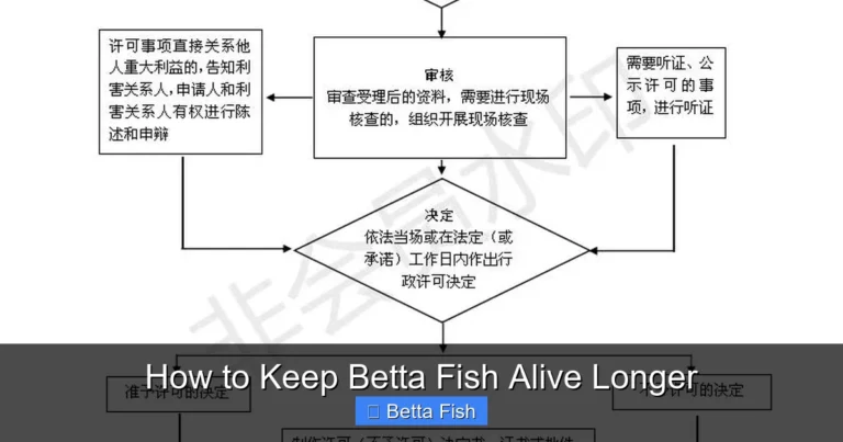 How to Keep Betta Fish Alive Longer