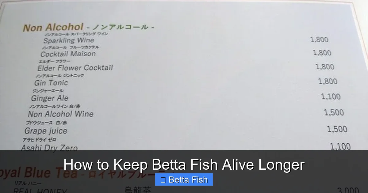 How to Keep Betta Fish Alive Longer
