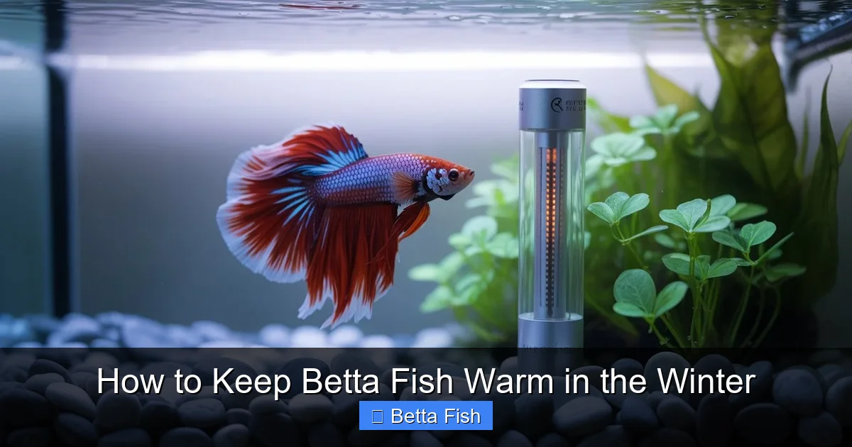 How to Keep Betta Fish Warm in the Winter