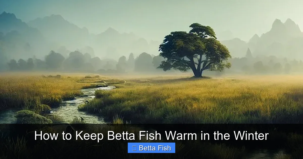 How to Keep Betta Fish Warm in the Winter